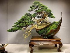 149 BONZAI A MAULEVRIER 2016_000004